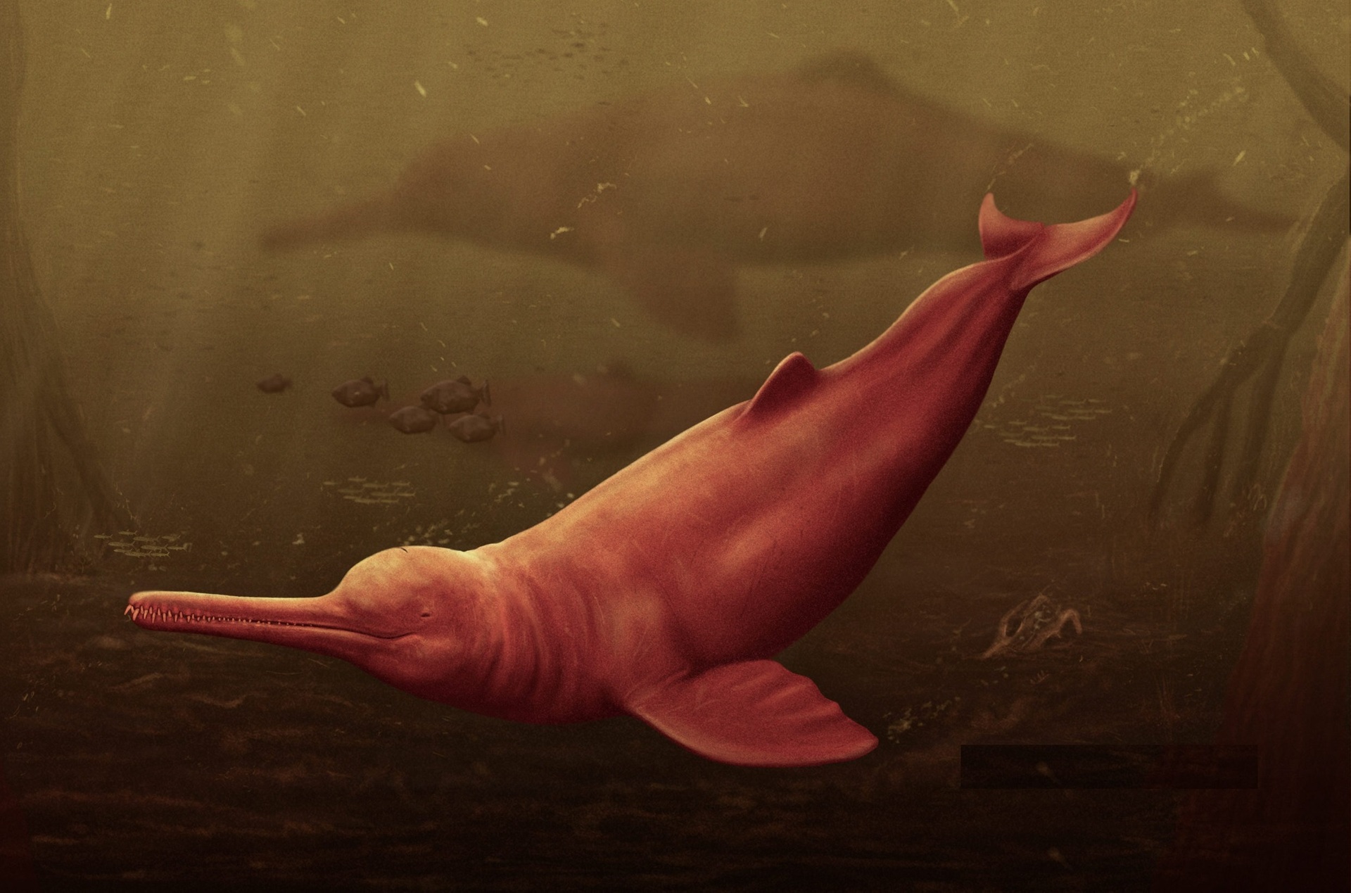 Descubren una nueva especie de delfín gigante que vivió hace 16 millones años