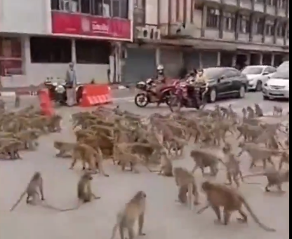 Se enfrentan grupos rivales de monos en Tailandia y se vuelve viral