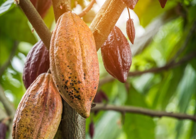 El cacao puede cambiar el ánimo en cuestión de minutos