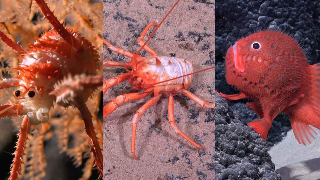 Descubren más de 50 nuevas especies submarinas en las costas de Chile