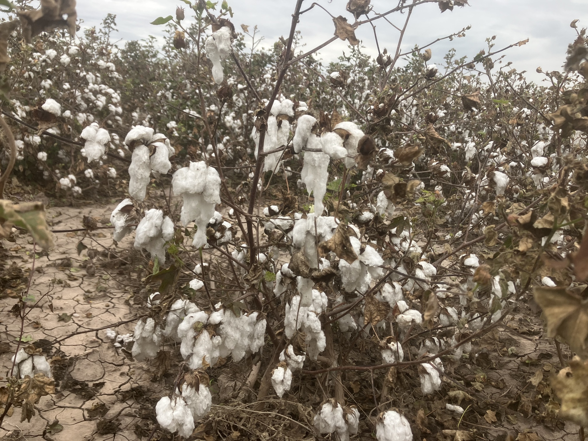 Estiman que este 2024 se sembrarán cerca de 3 mil hectáreas menos de algodón en San Pedro