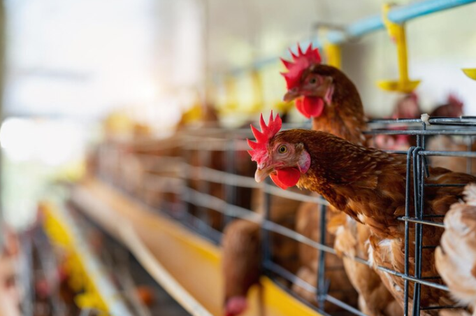 La cría de pollos comenzó hace 2400 años en Asia Central