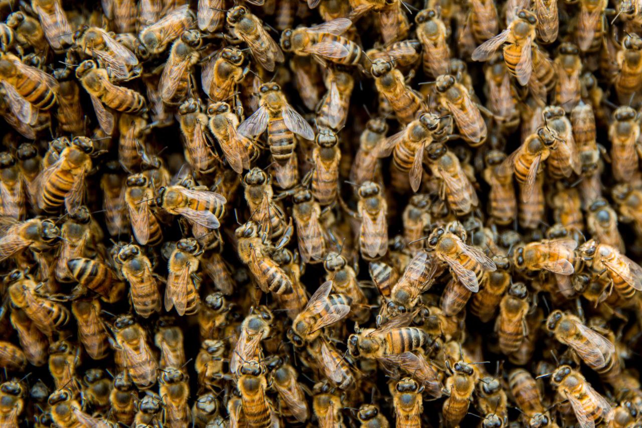 Sader promueve mejoramiento genético de abejas para mitigar la 'africanización'