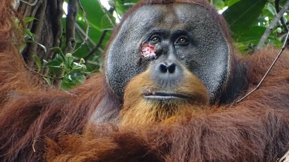 Un orangután, primer animal al que ven curarse herida con una planta medicinal