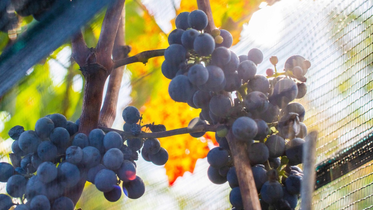 Aumentan exportaciones de uva