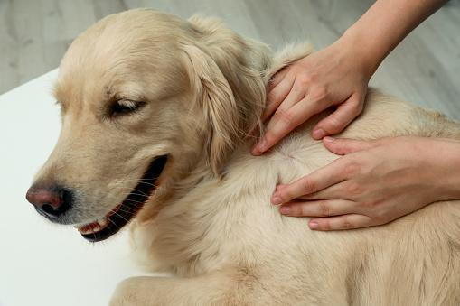 Cómo evitar que un perro contraiga la enfermedad de Lyme