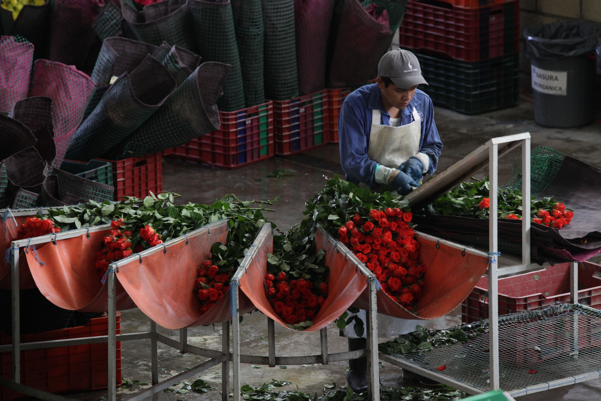 El 10 de mayo es una de las fechas de mayor demanda, producción y ventas para los floricultores del país. (DIANA GONZÁLEZ)