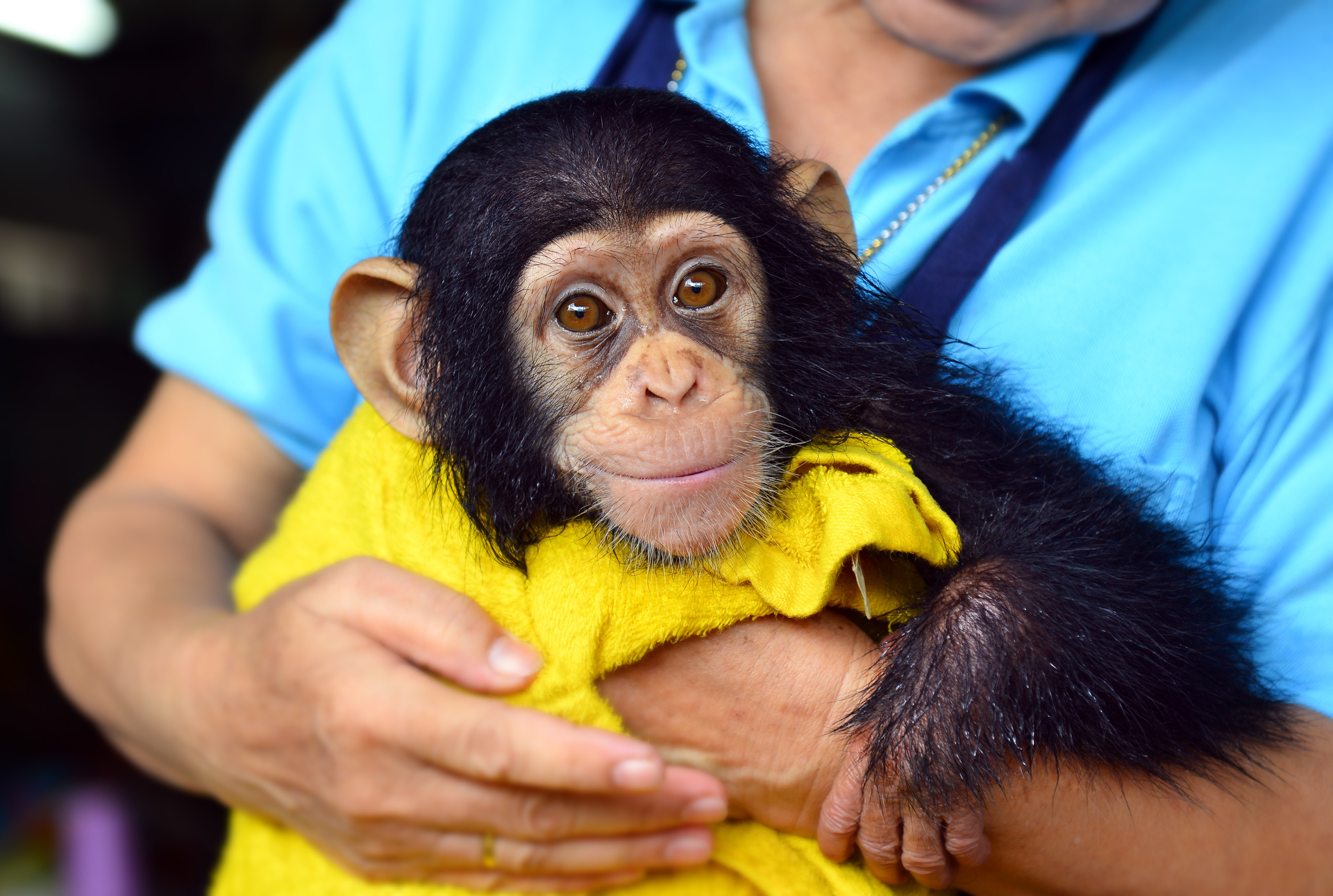 Los chimpancés perfeccionan su capacidad de aprendizaje a lo largo de la vida
